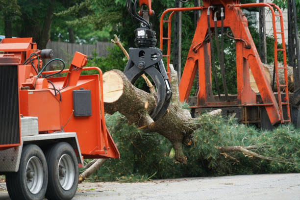 Best Professional Tree Care  in Moundville, AL